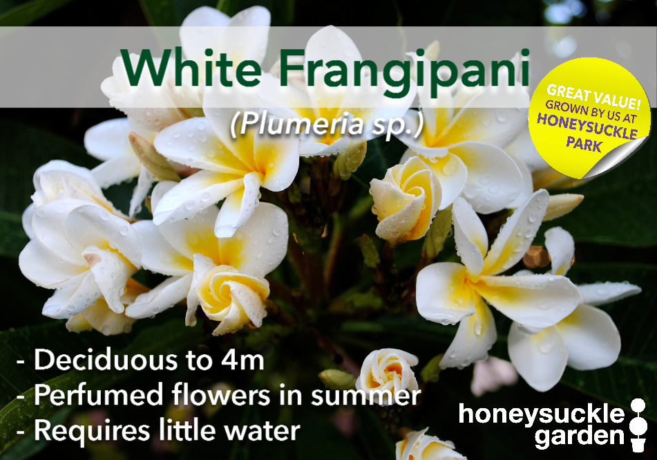 Plumeria white.png
