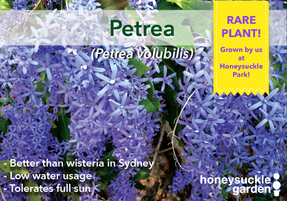 pretrea volubilis.png