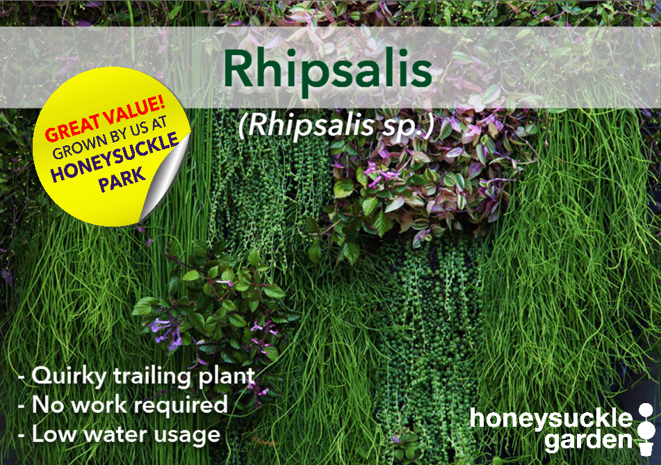 Rhipsalis.png