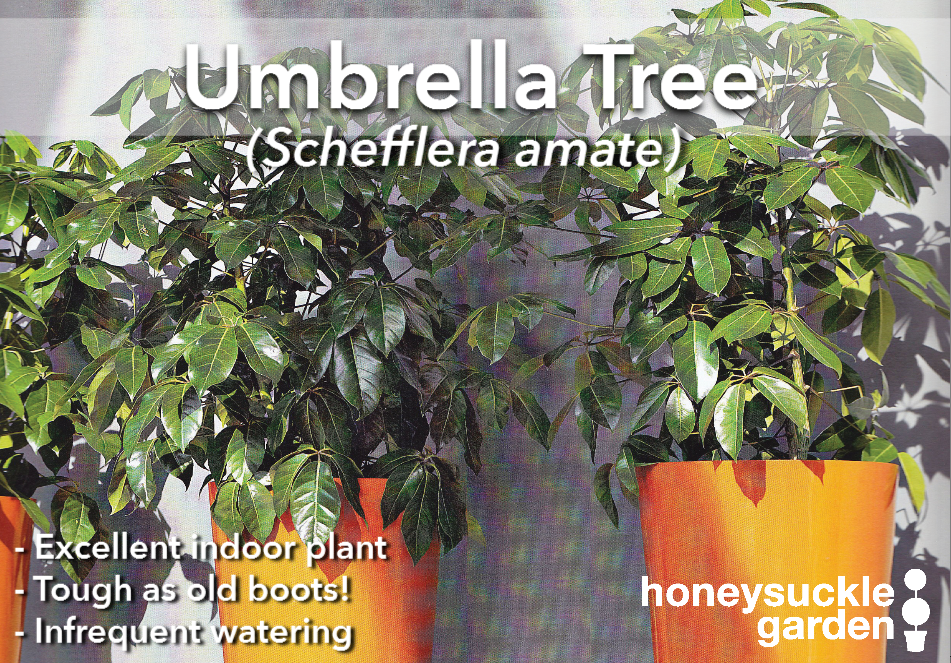 Schefflera amate.png