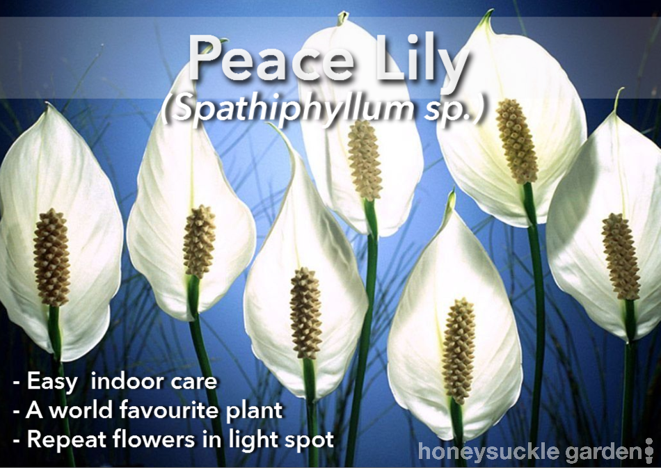 Spathiphyllum.png
