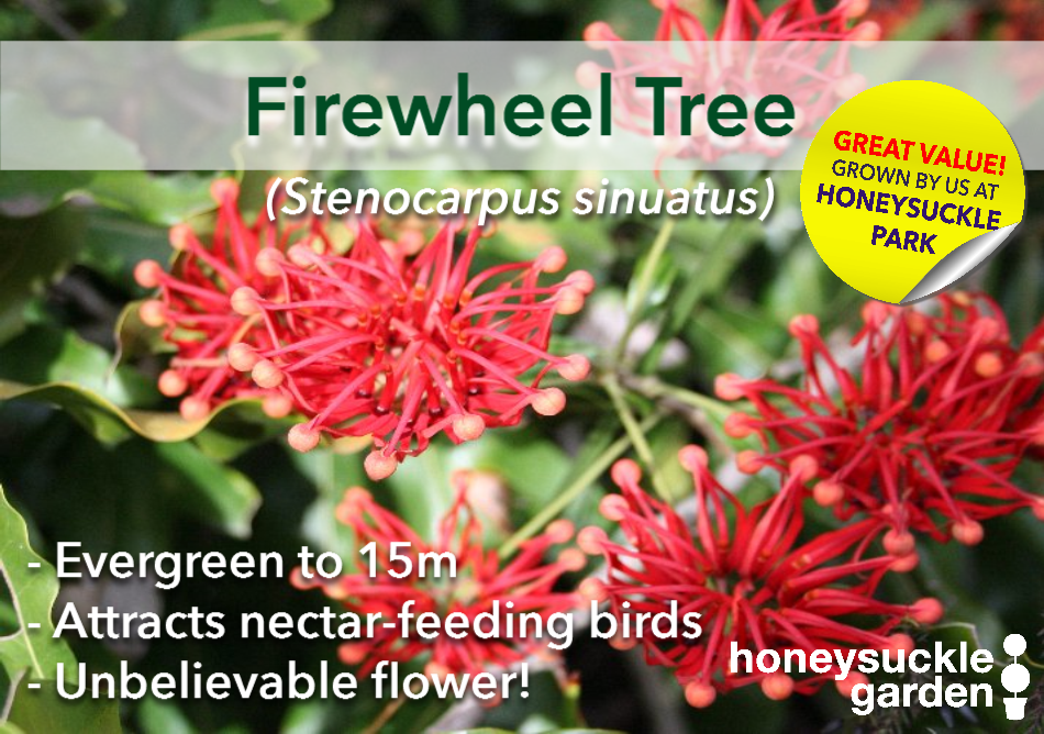 Stenocarpus sinuatus.png