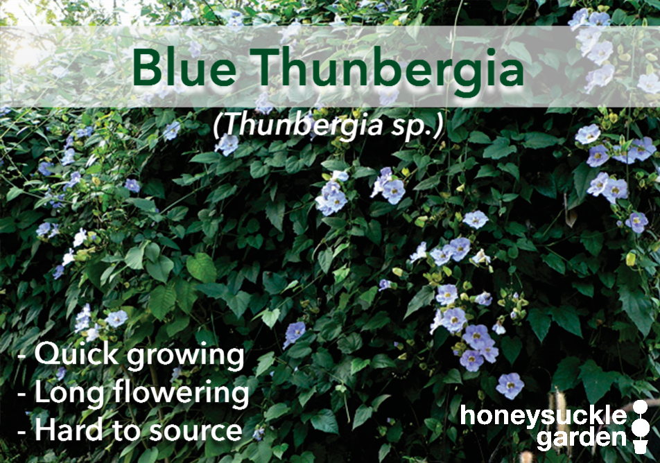 Thunbergia blue.png