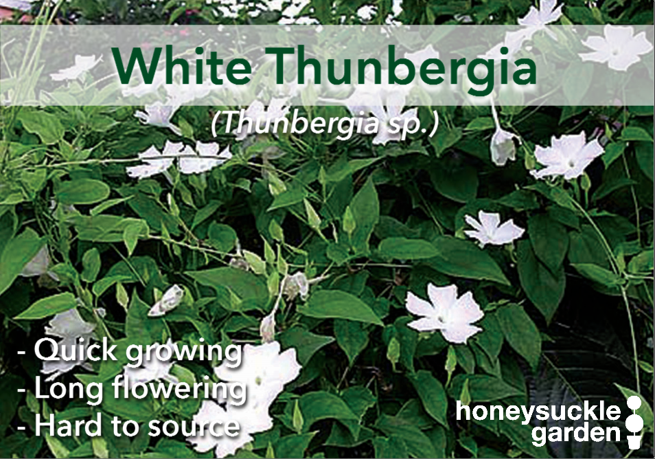 Thunbergia white.png