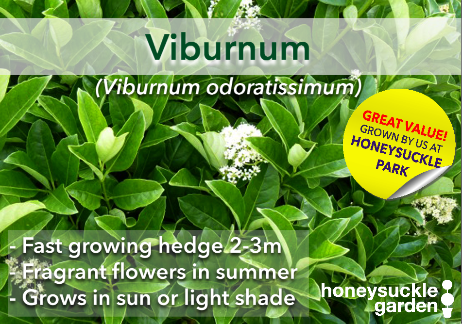 Viburnum odoratissimum.png