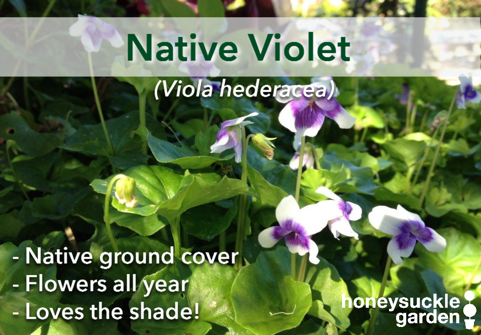 Viola hederacea.png