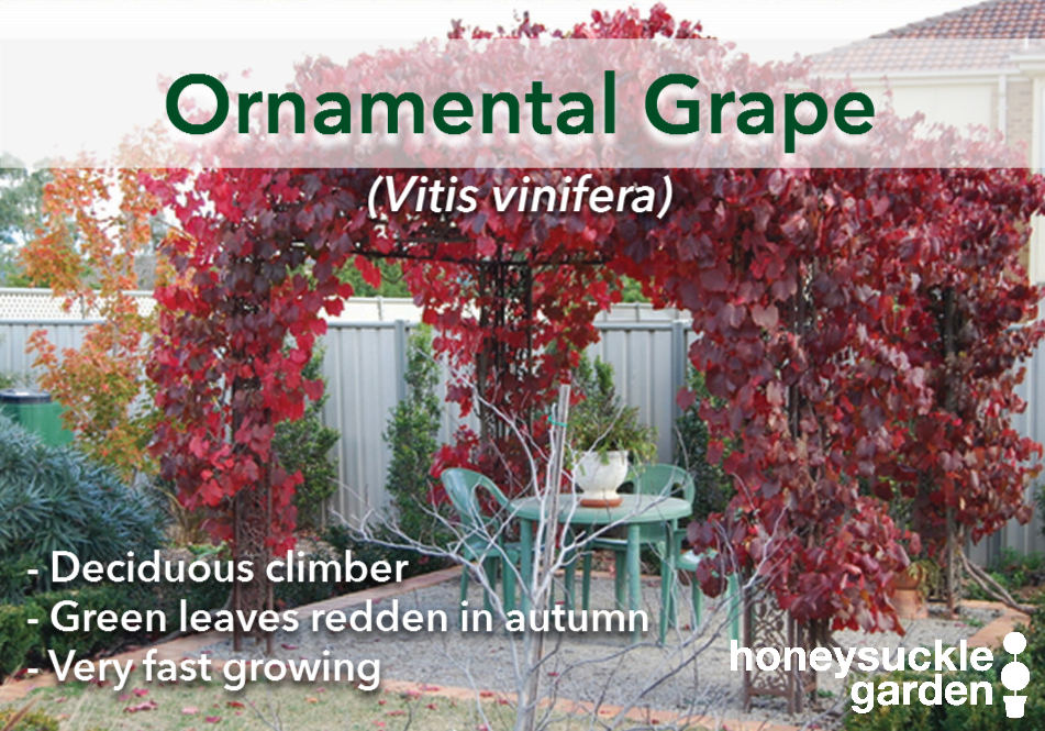 Vitis vinifera.png