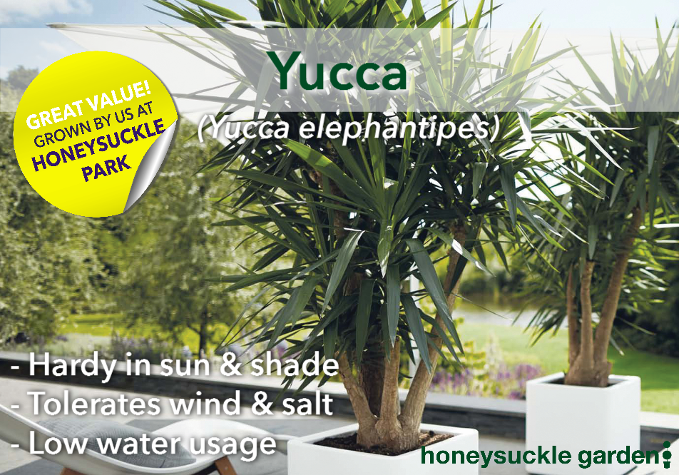 Yucca elephantipes.png