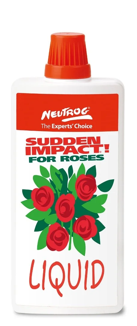 Sudden Impact For Roses.jpg