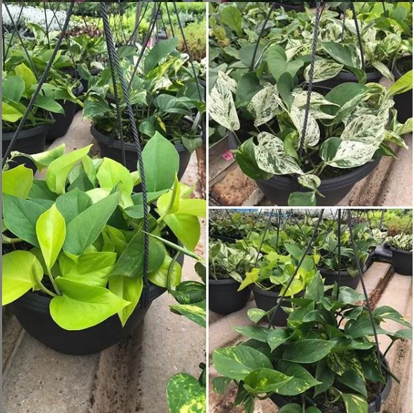 Left to right (Goldilocks, Marble Queen &amp; The Ordinary Devils Ivy)