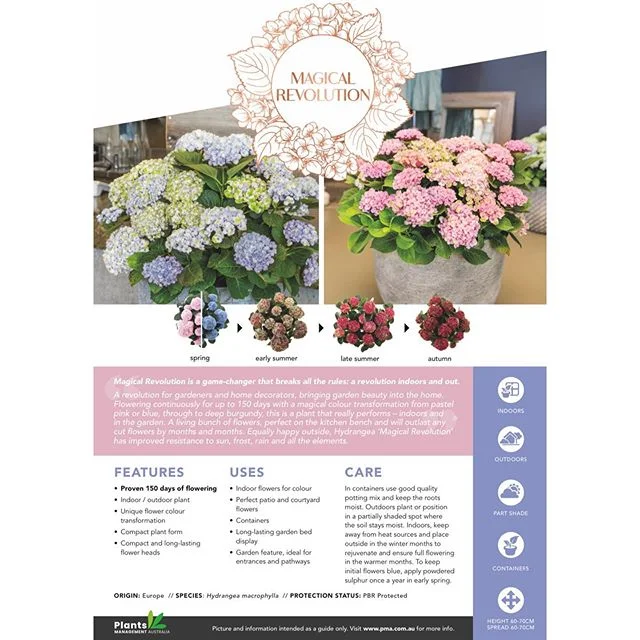 Some of you guessed it from our previous post! Our exciting announcement is all about these 3 new Hydrangeas! Thanks to @plantsmanagementaustralia and a very talented grower we work with we are excited to introduce Magical Revolution (pink/blue), Magical Ruby Red (red) & Magical Pearl (white). Limited stock available as these are all new to market varieties so be sure to get in quick to avoid disappointment. #hydrangea #hydrangeamagical #hydrangeamagicalrevolution #hydrangeamagicalrubyred #hydrangeamagicalpearl #honeysucklegardenmosman #honeysucklegardenturramurra #honeysucklenurseries #plantsmanagementaustralia