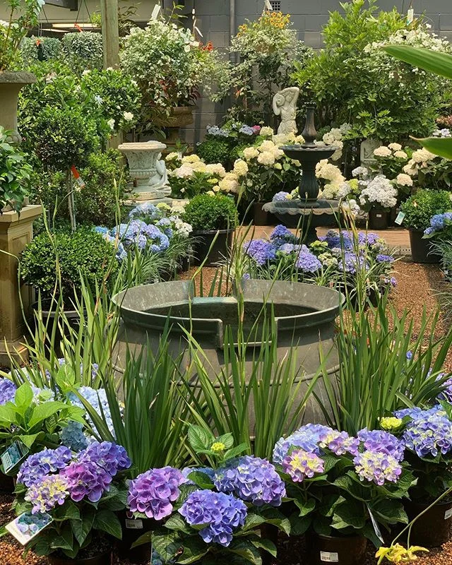 The shops are filled with the most beautiful stock at the moment. The perfect place to get everything you need to jazz up your place for Christmas. Our friend @heritagegardensnursery snuck in and took this shot at Turramurra earlier today 📷 😊 #honeysucklegardenmosman #honeysucklegarden #honeysucklegardenturramurra #honeysucklenurseries