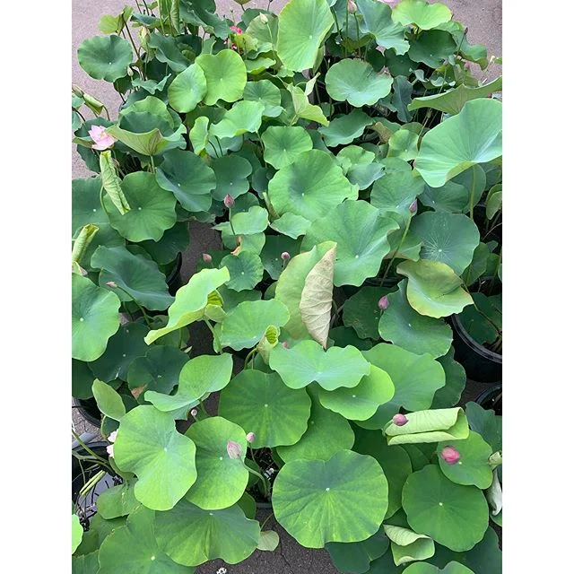 Lotus Are Here! A very limited drop of Lotus will be available in both stores this weekend. A stunning summer flowering water plant! #lotus #lotusflower #lotusleaf #honeysucklegarden #honeysucklegardenmosman #honeysucklegardenturramurra #honeysucklenurseries