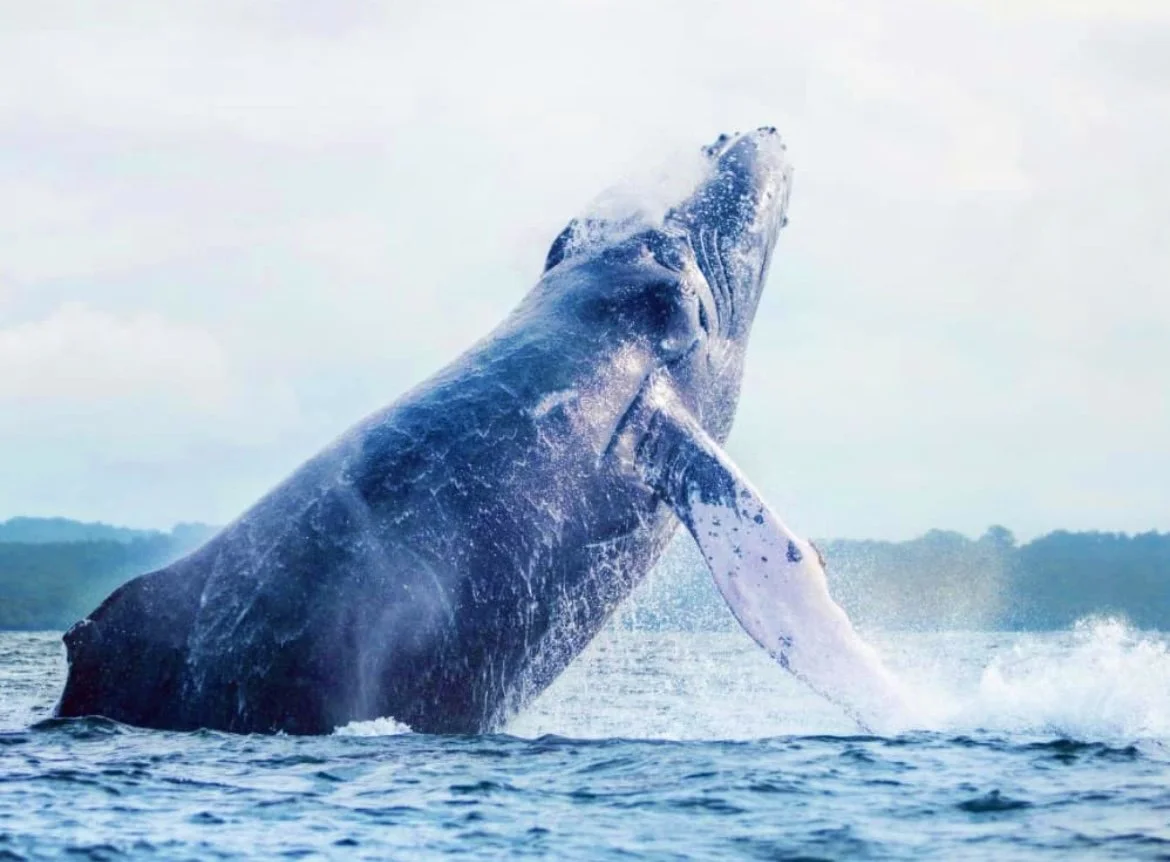 Humpback Whale Colombia