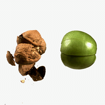 FoodPorn_Thumb_B.gif