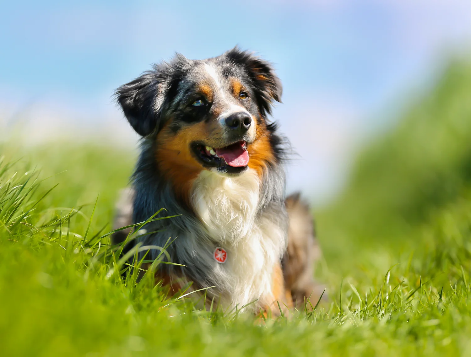 Sniff us out — Forest Hill Dog Walkers & Pet Services Ltd