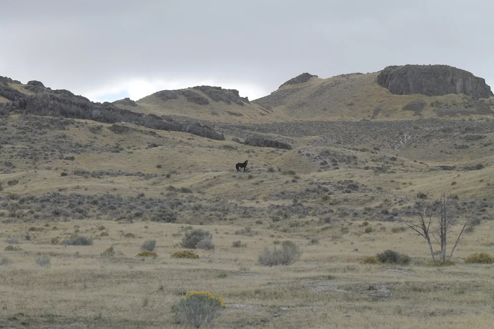 Cedar Mountains Wild Horse Tourist