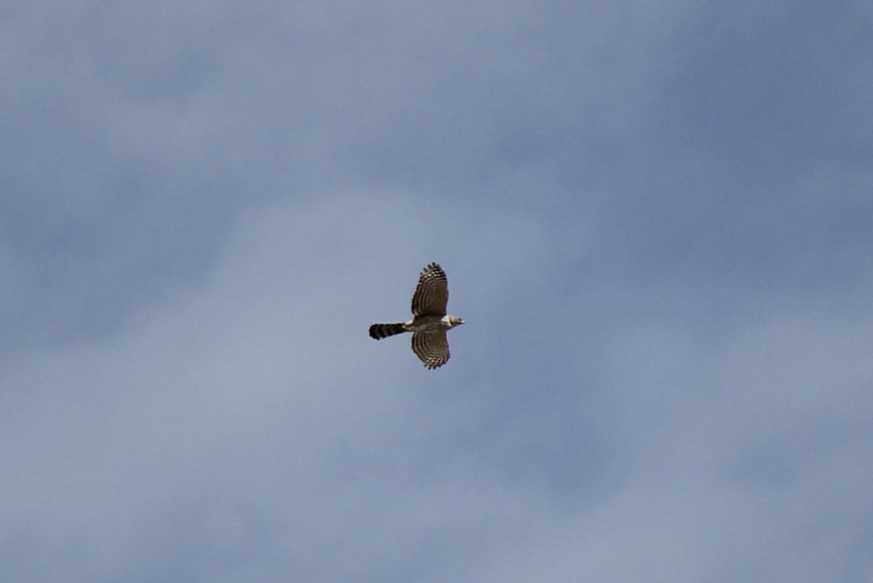 Red-shouldered Hawk