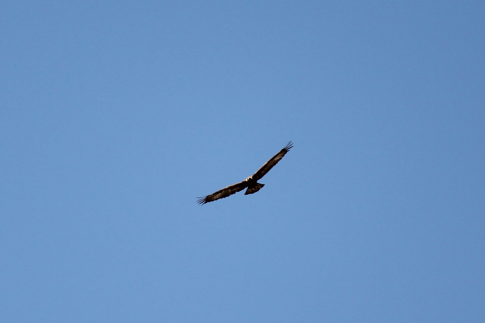 Golden Eagle above Ledger Canyon