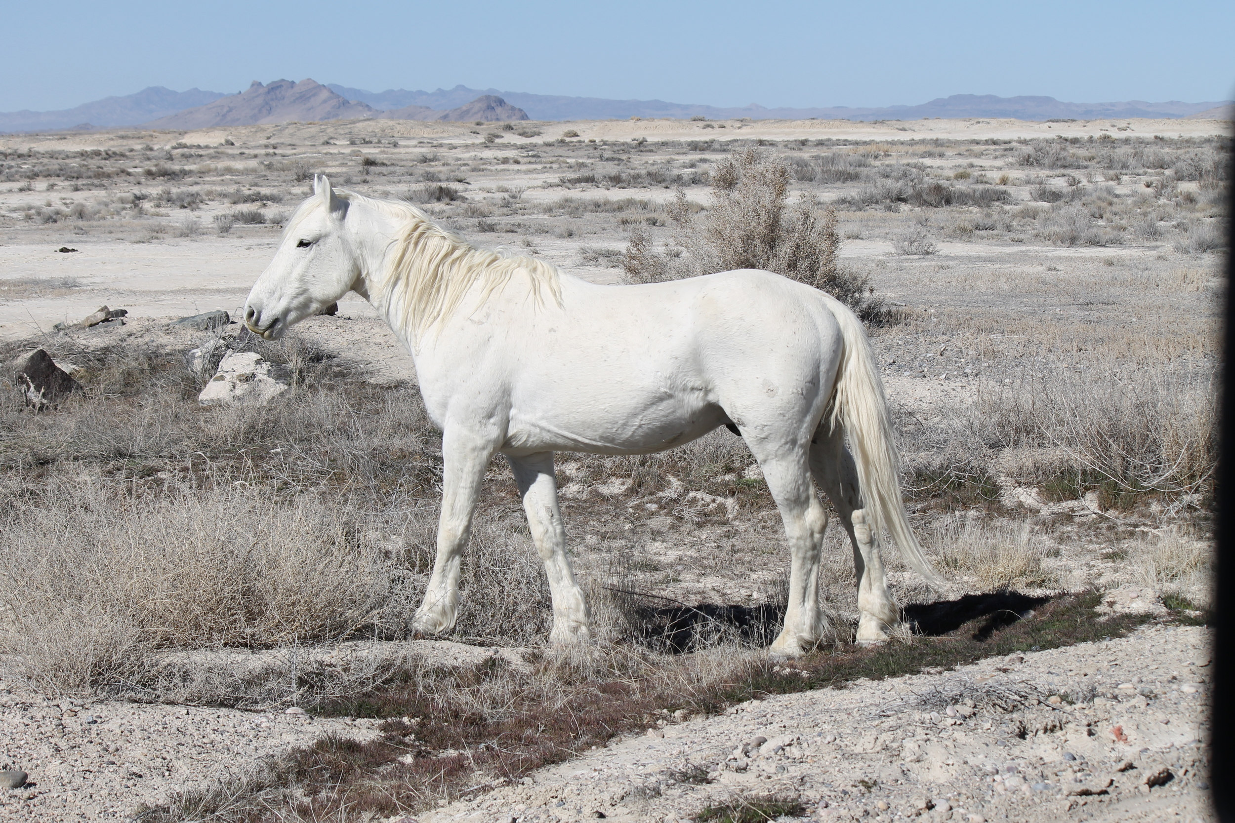 White stallion beside the road