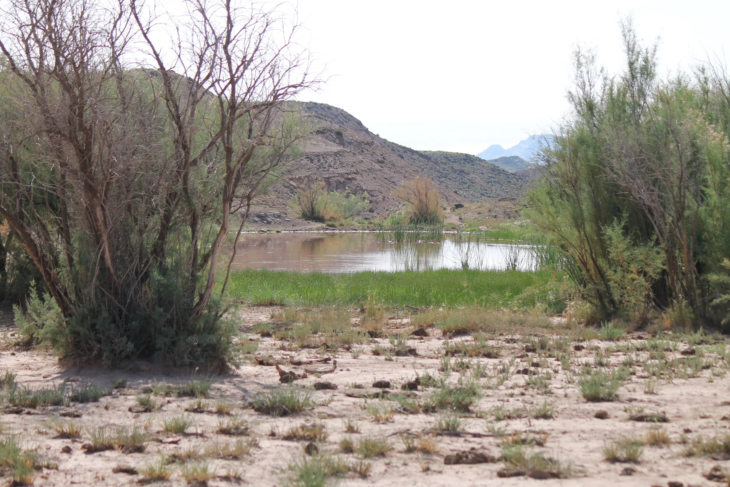 Reed's Pond.