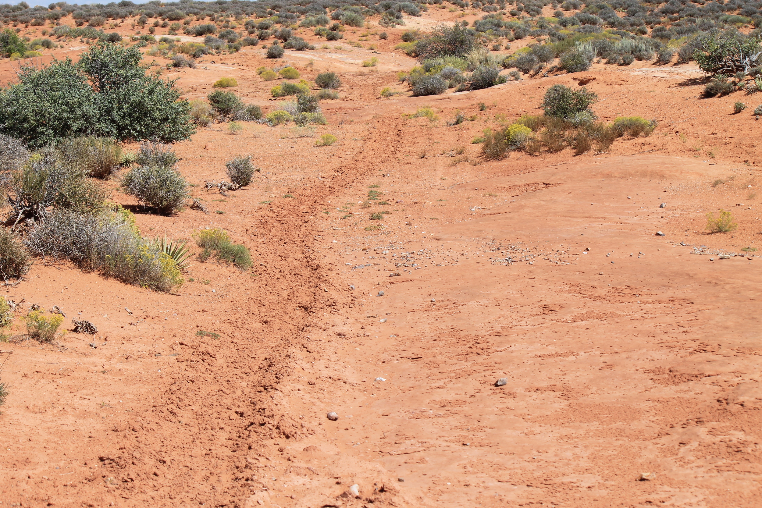 Mustang trail through the red sands of Sweetwater Reef