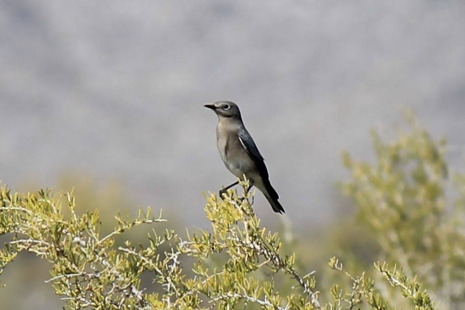 Townsend's Solitaire at Coyote Springs