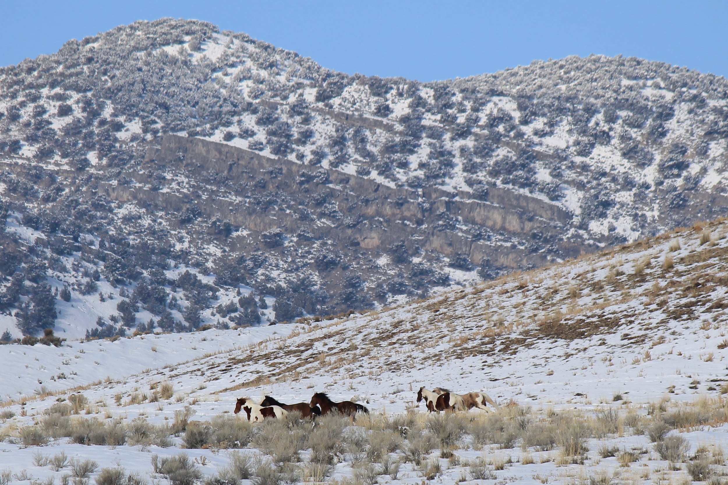 Cedar Mountains — Wild Horse Tourist