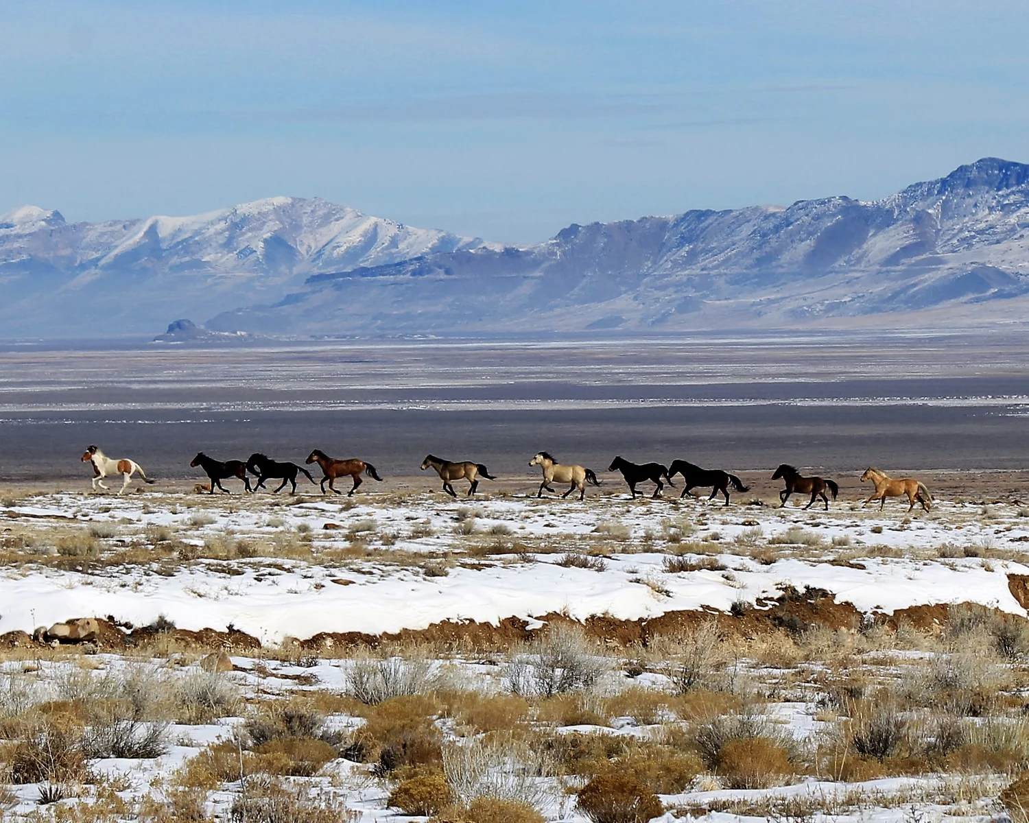 Cedar Mountains Wild Horse Tourist