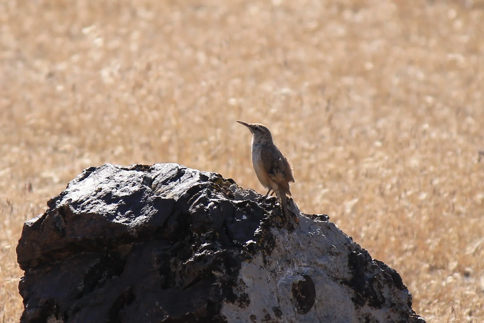 Rock Wren in Cedar Mountains