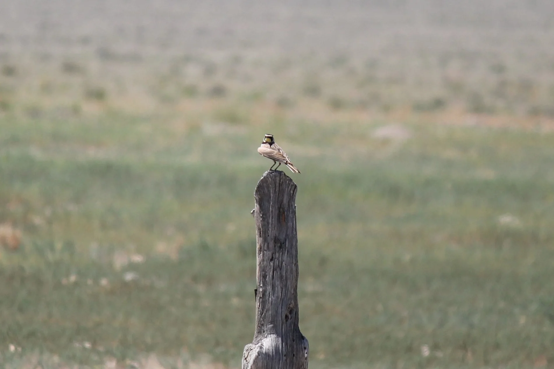 Horned Lark in Confusion Mountains