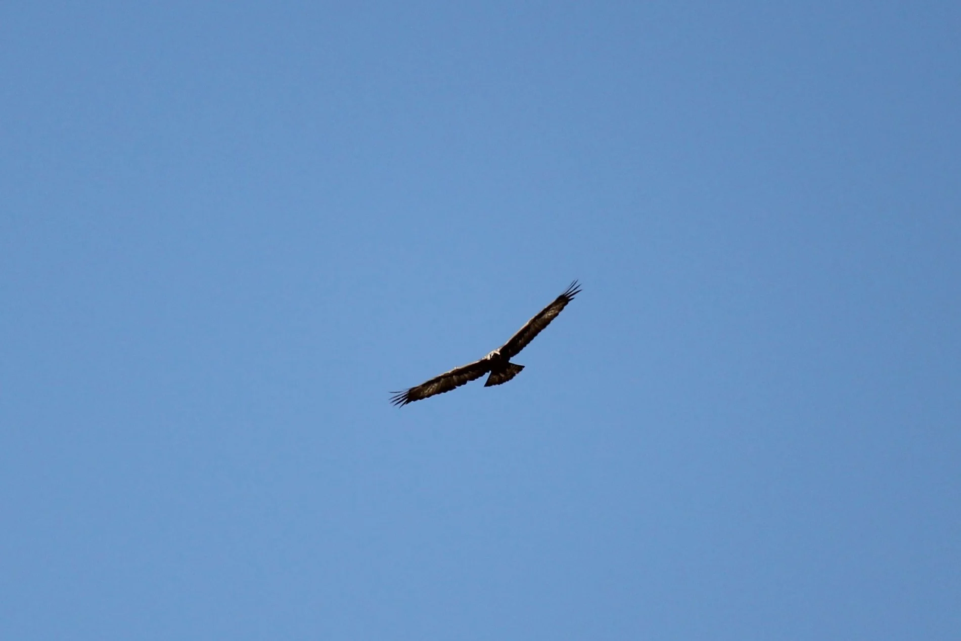 Golden Eagle over Conger Mountain