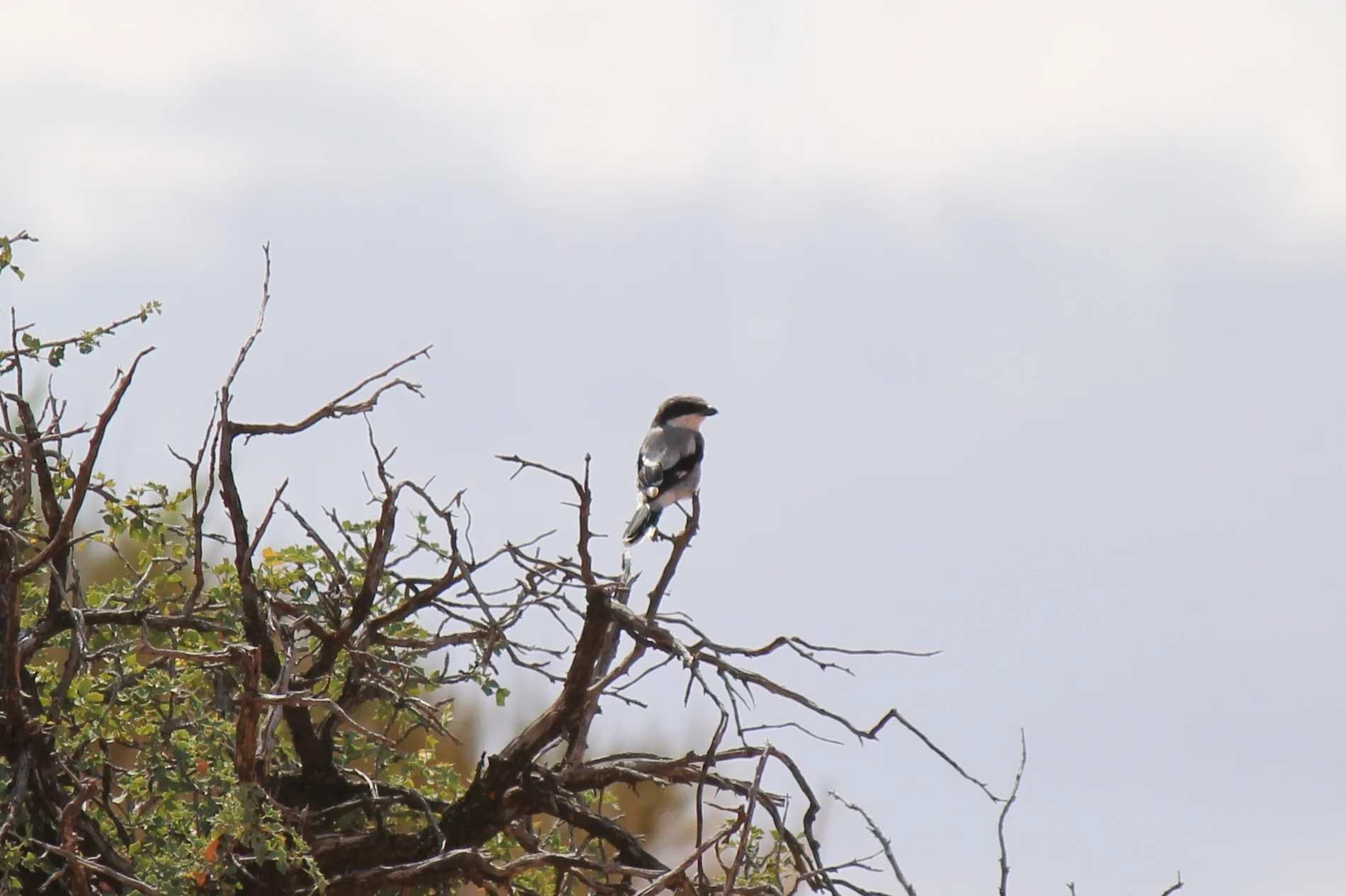 Northern Shrike near Robbers' Roost