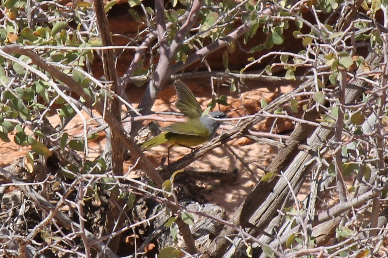 Macgillivray's Warbler 2
