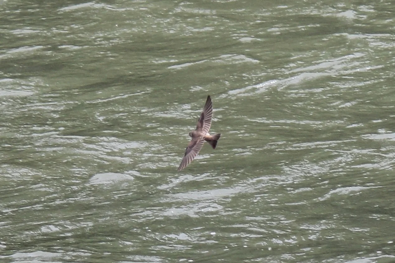 Northern Rough-winged Swallow 1