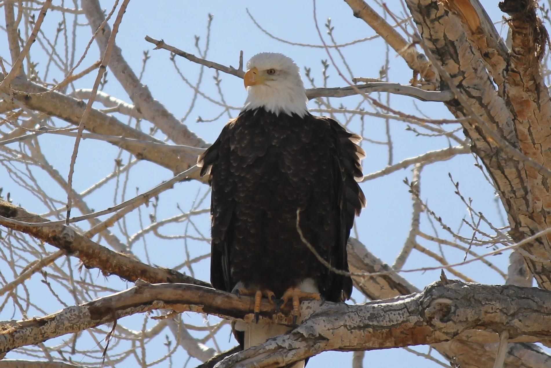 Bald Eagle at Fish Springs 2