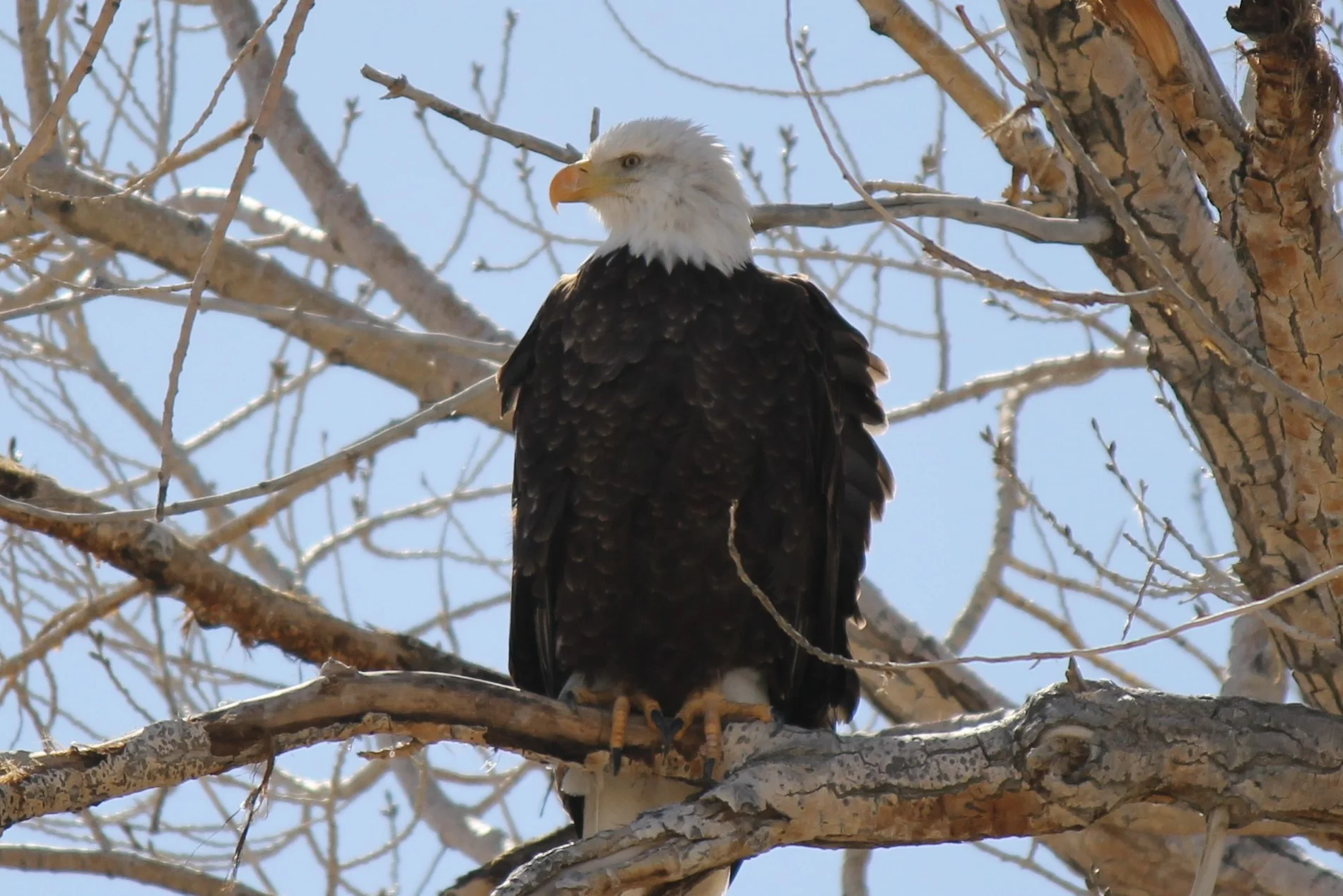 Bald Eagle at Fish Springs 3