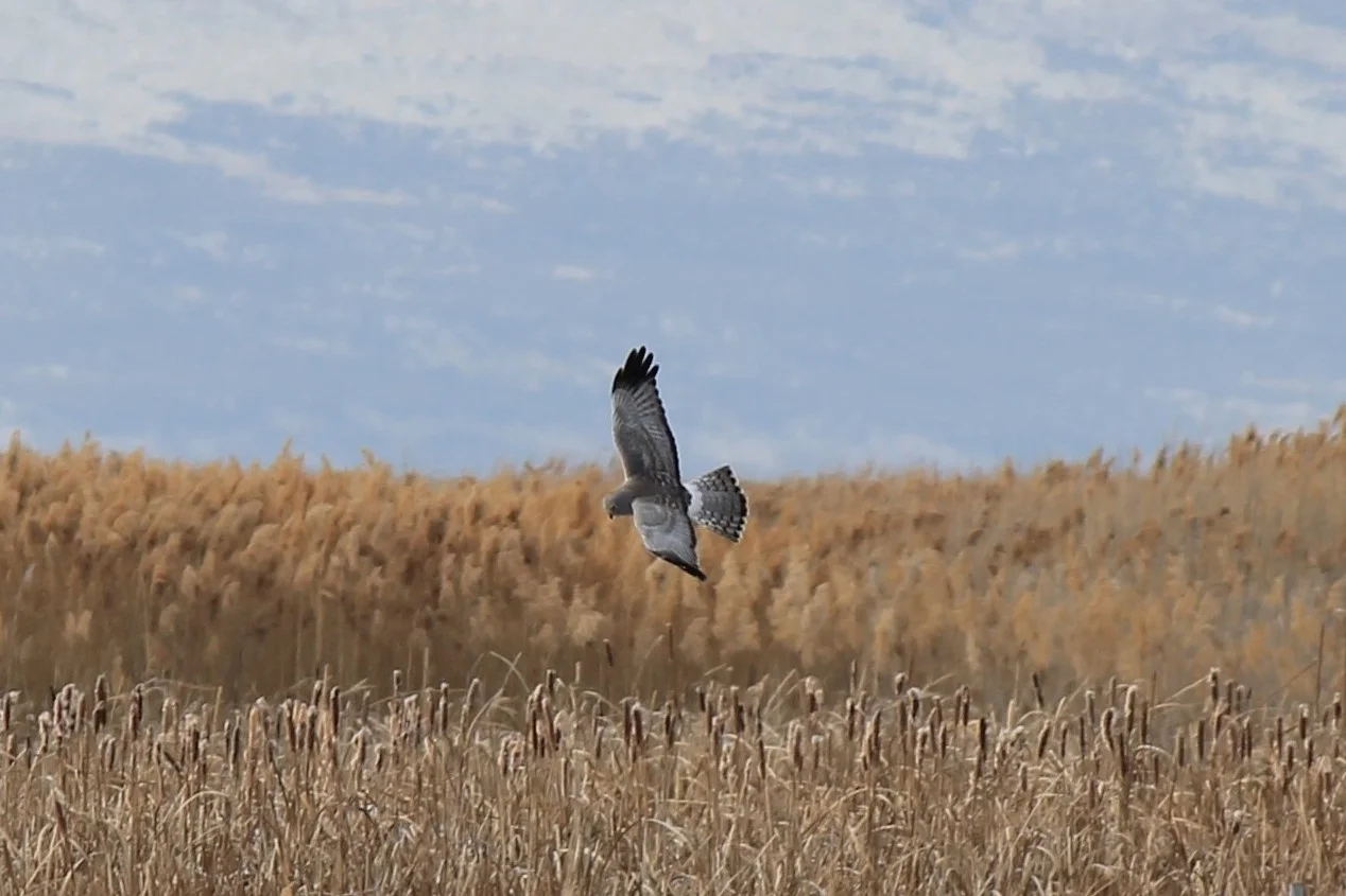 Northern Harrier 1