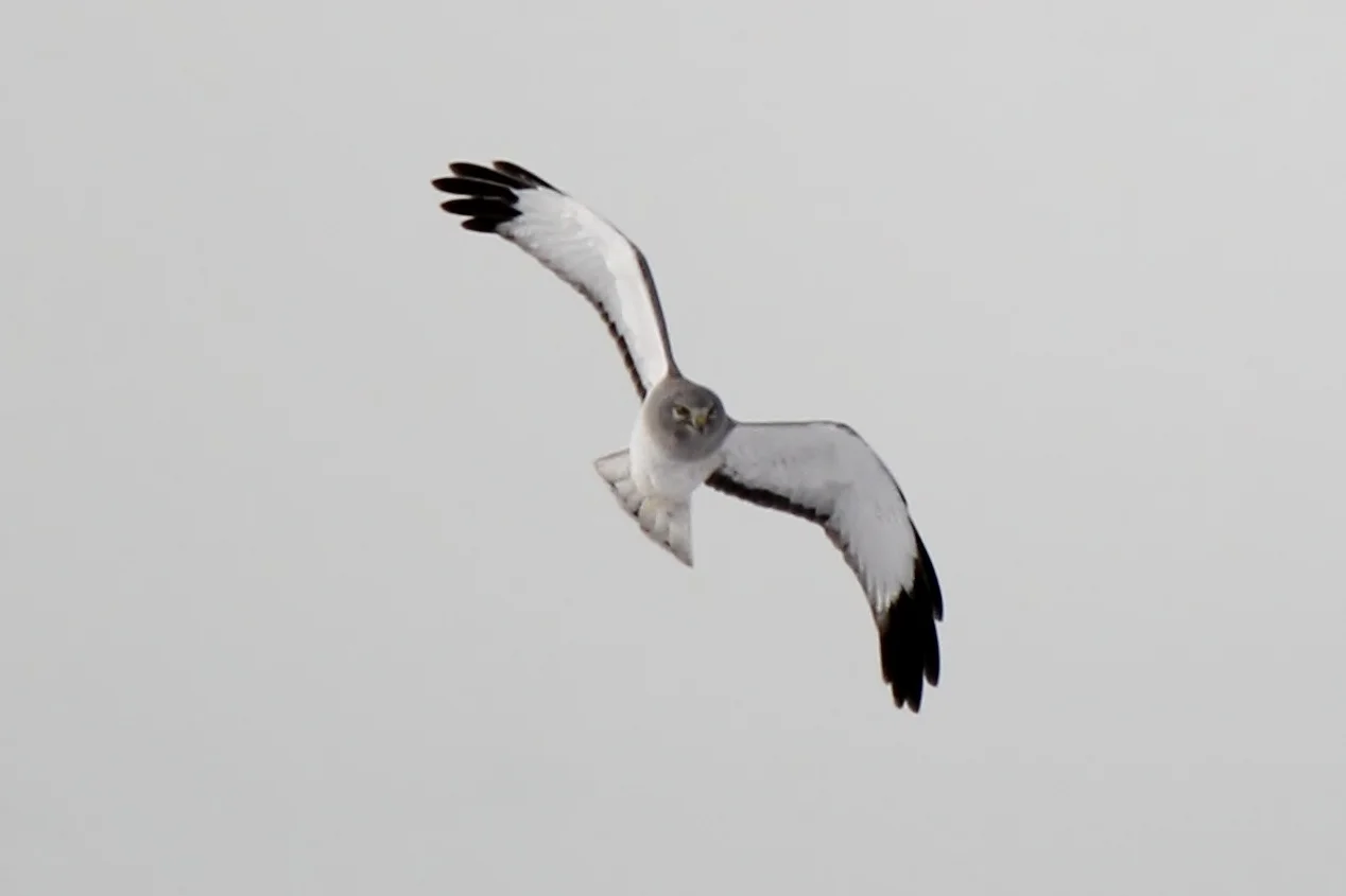 Northern Harrier 3