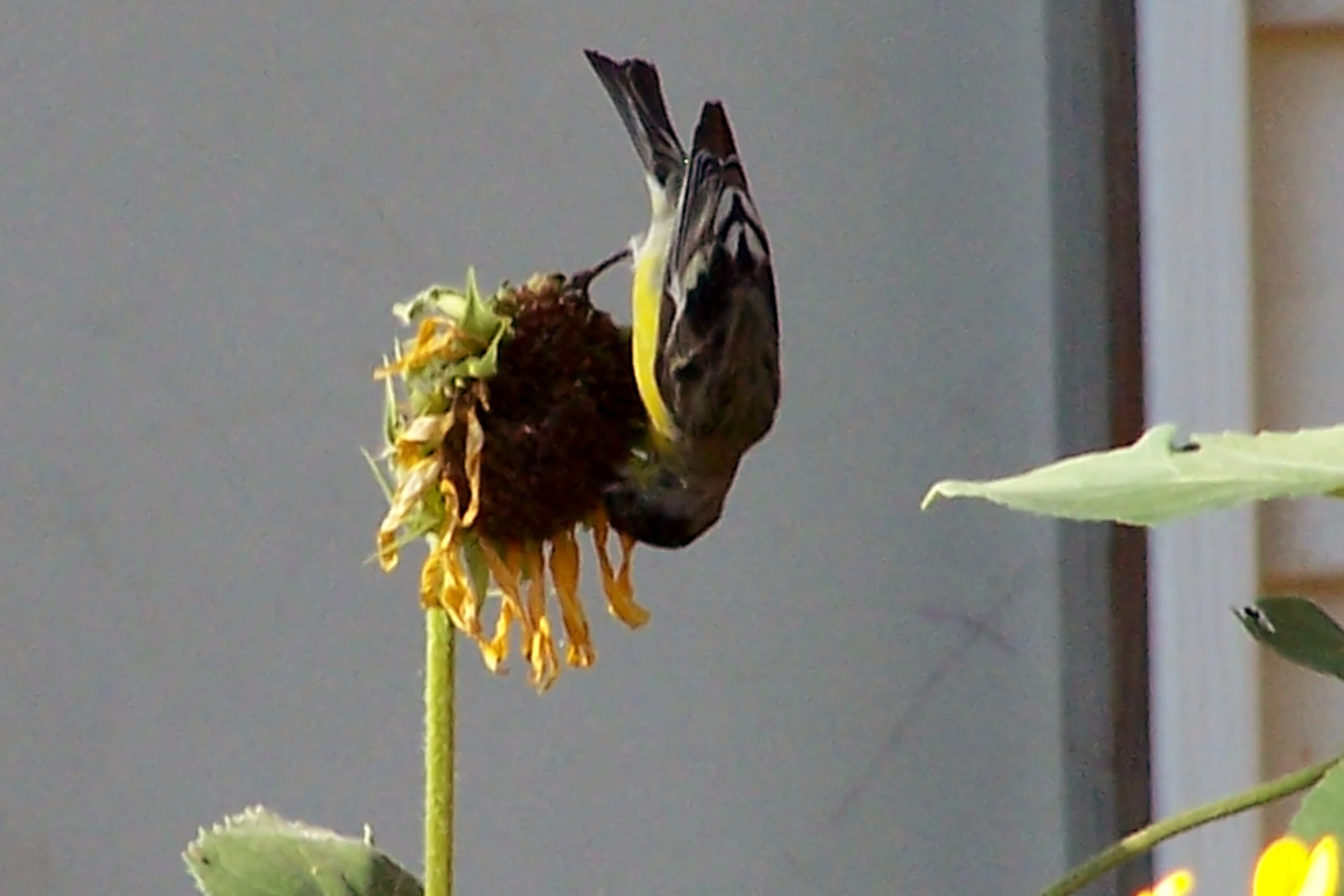 Lesser Goldfinch