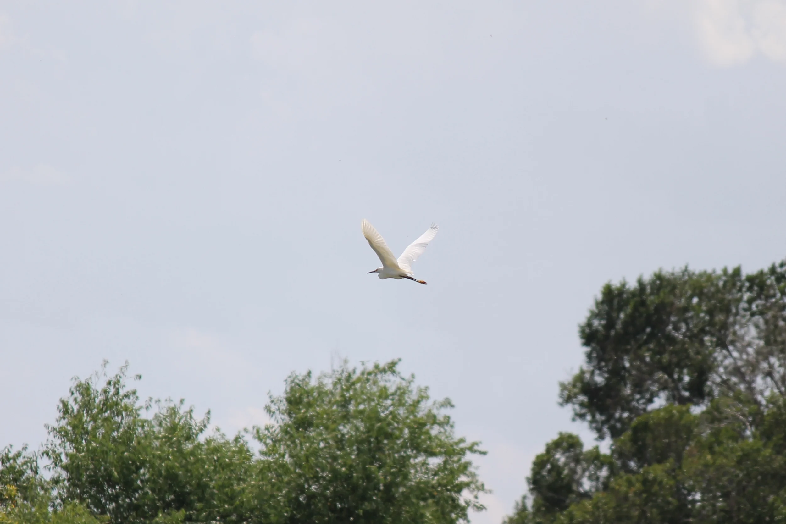 Great Egret
