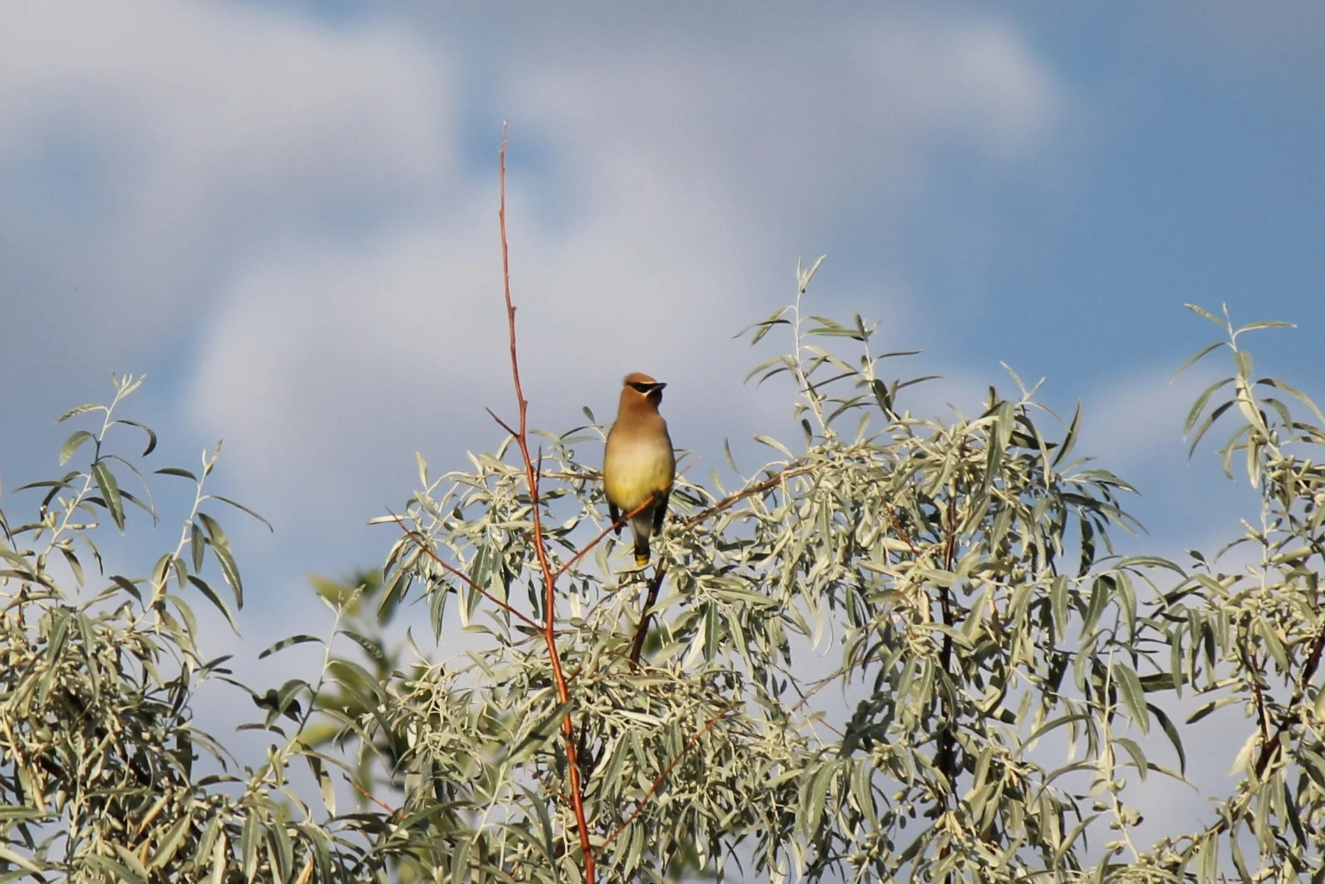 Cedar Waxwing