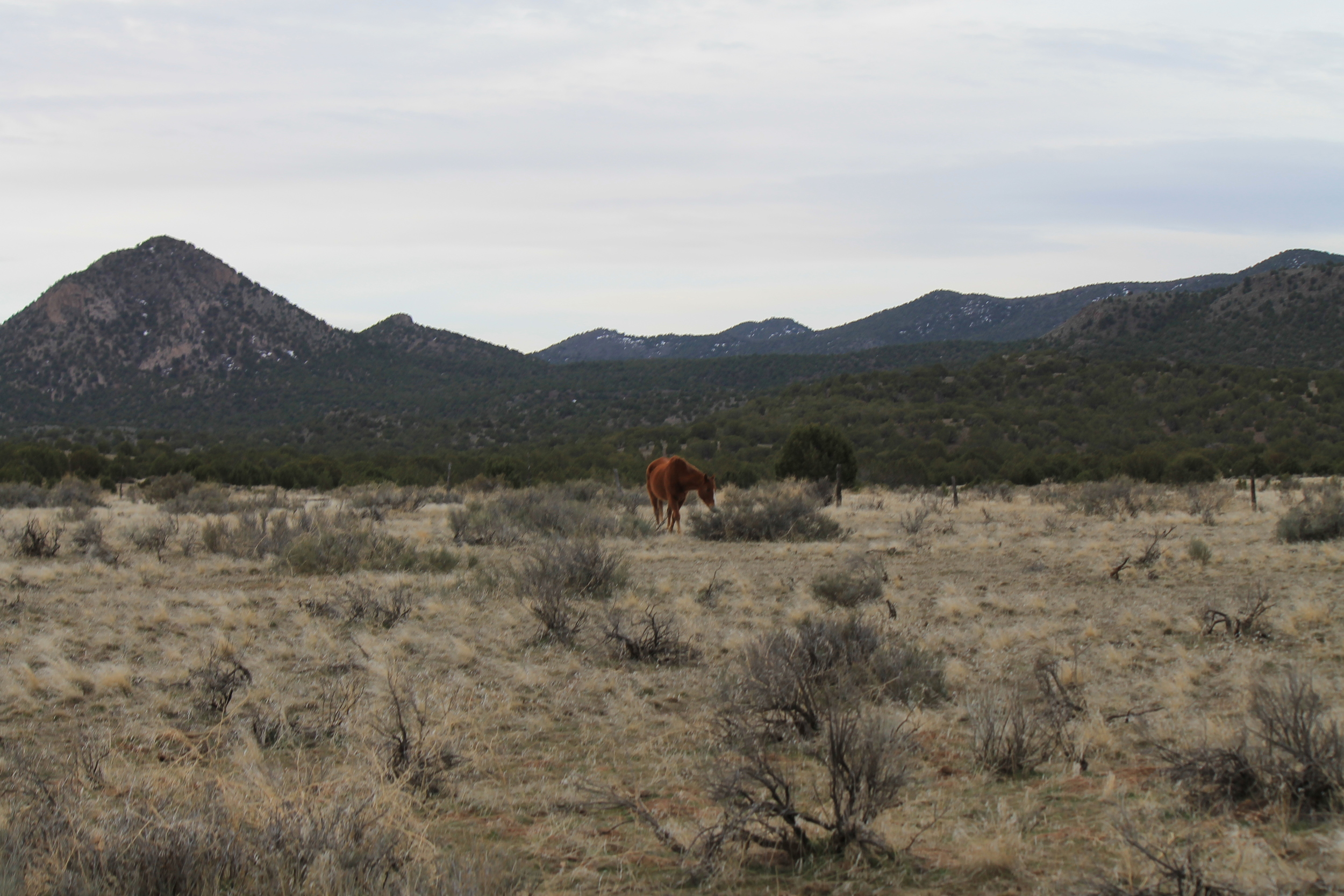 Solitary grazing near Antelope Rd