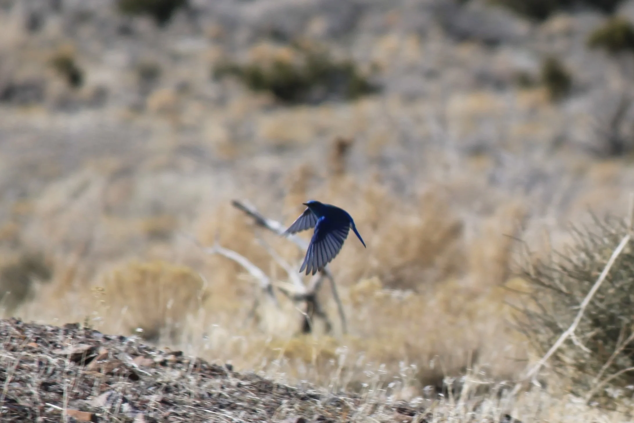 Mountain Bluebird taking flight