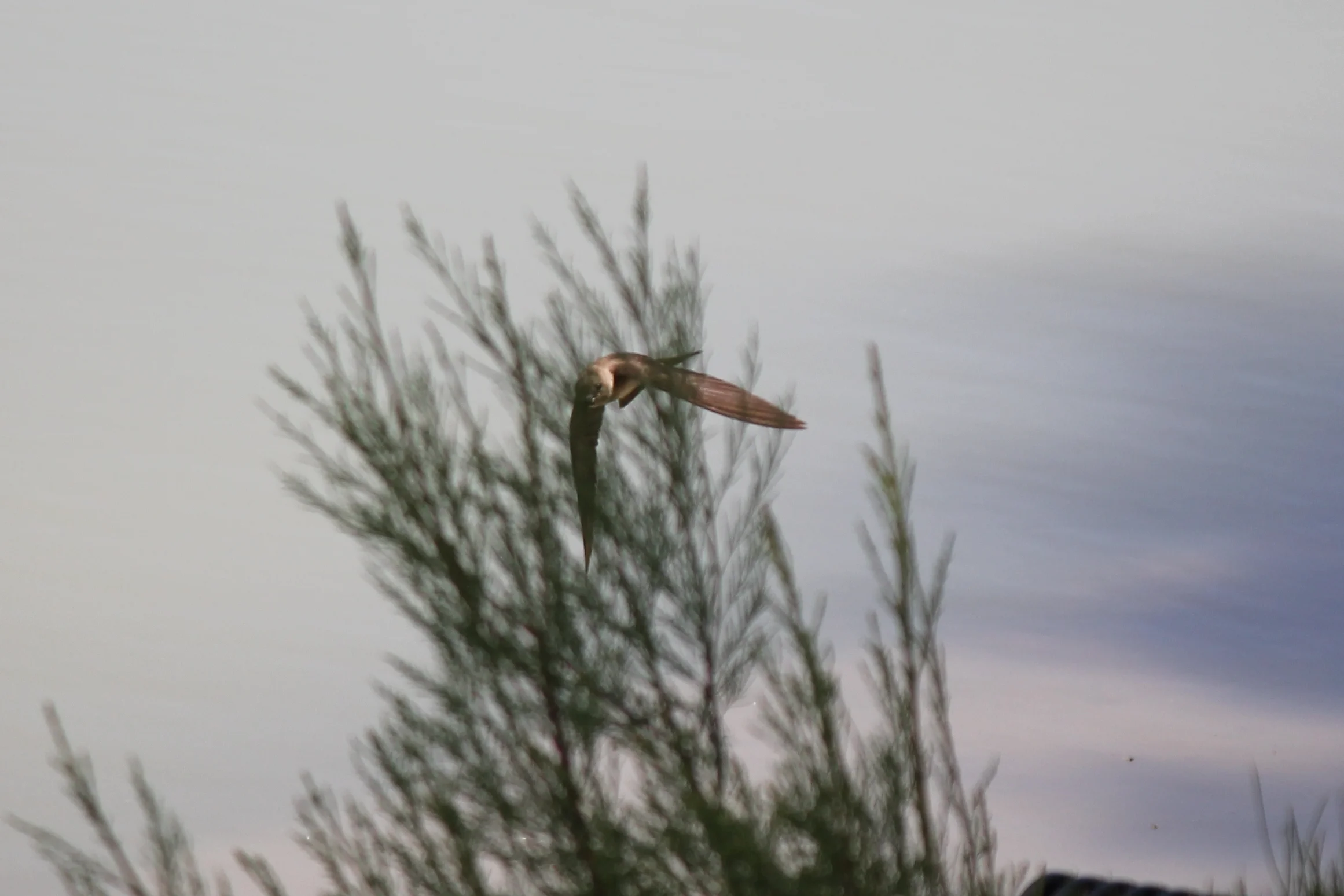 Northern Rough-winged Swallow 5
