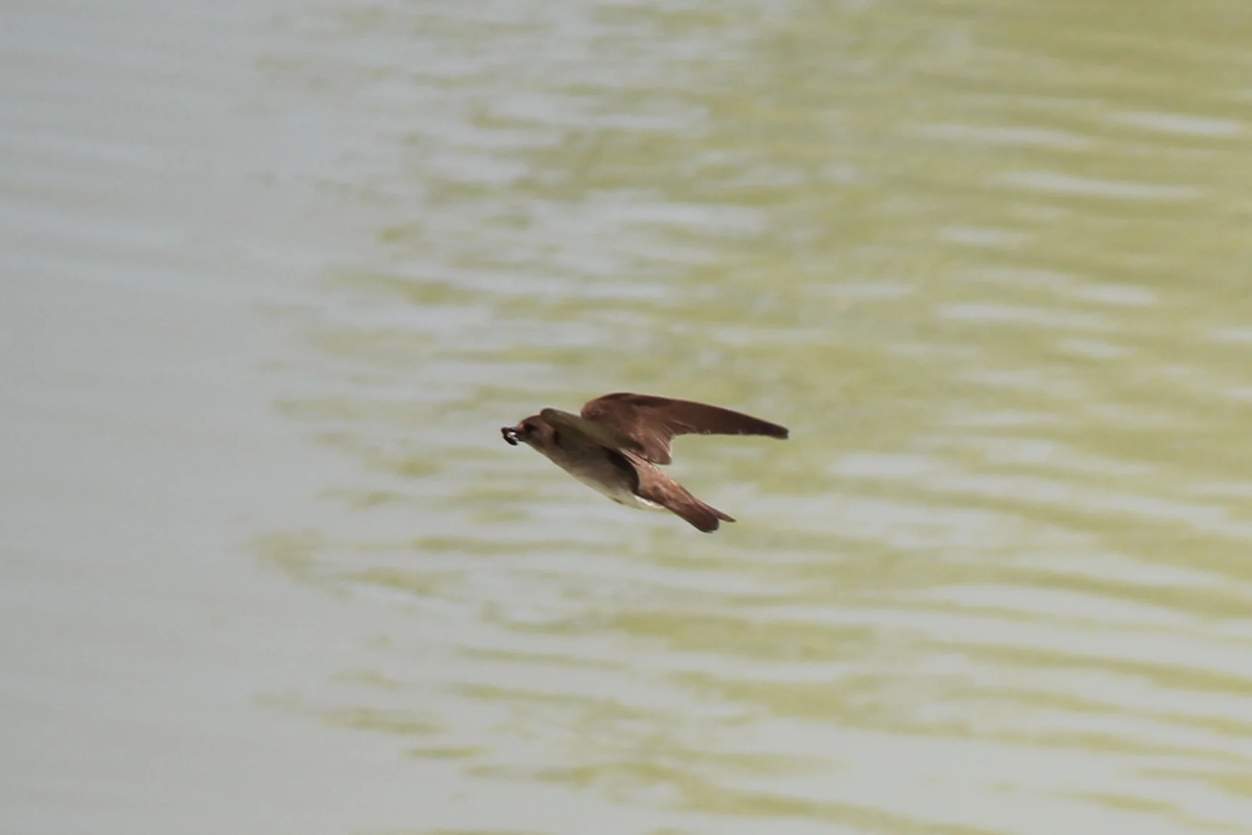 Northern Rough-winged Swallow 6
