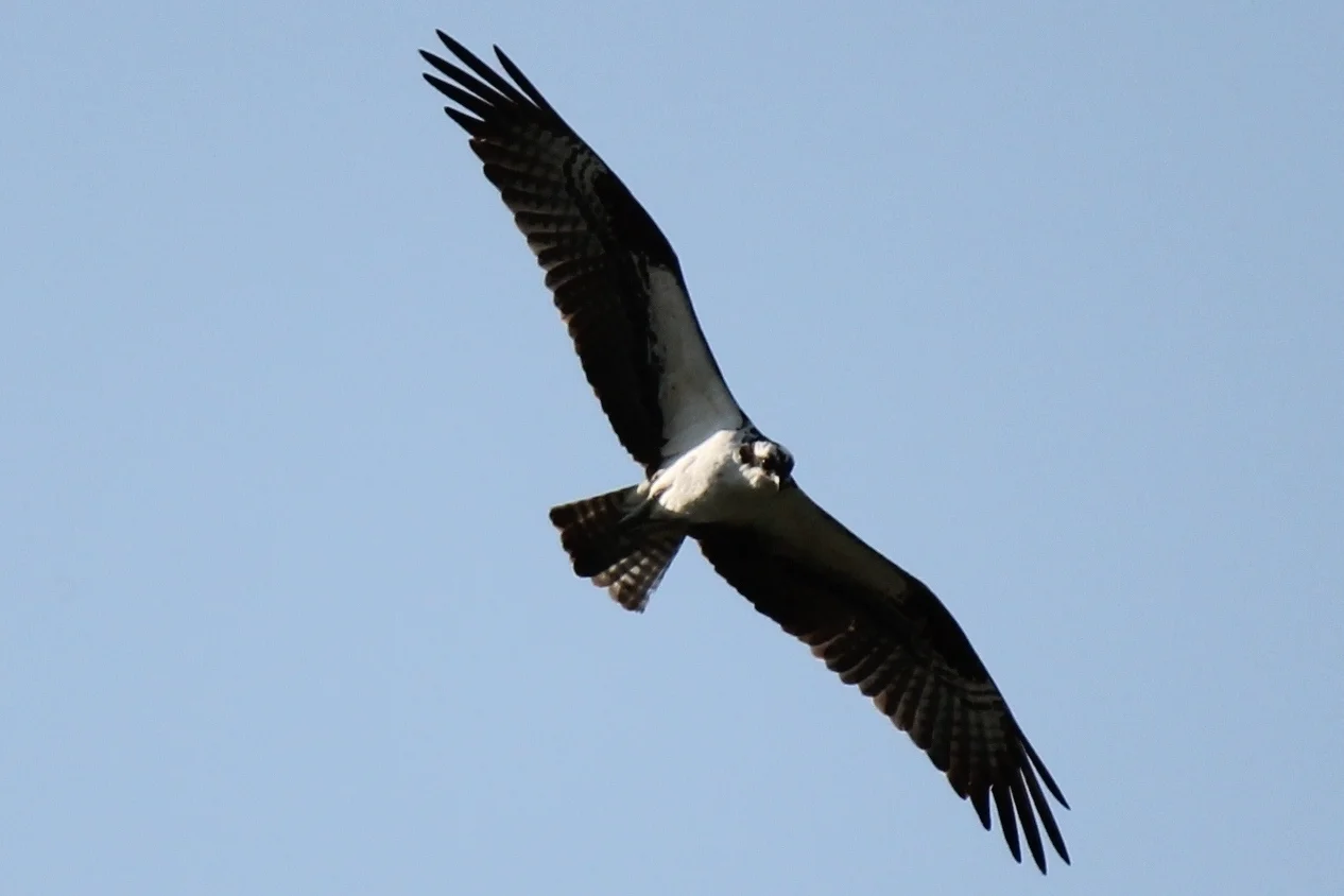 Osprey