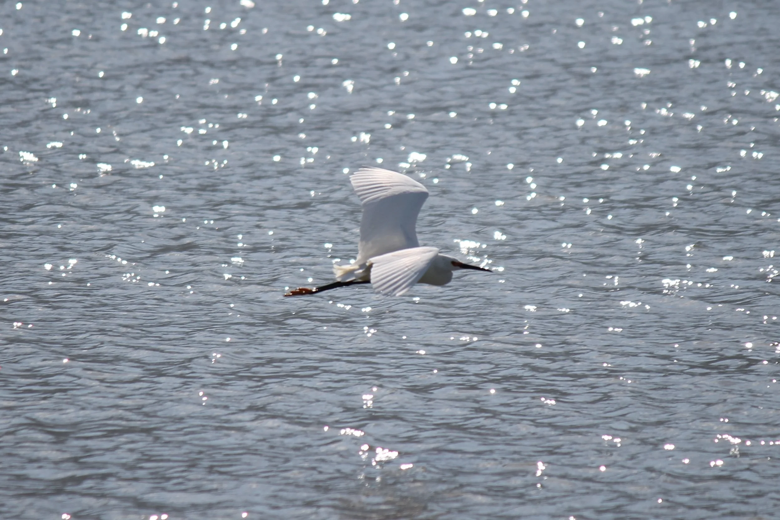 Snowy Egret