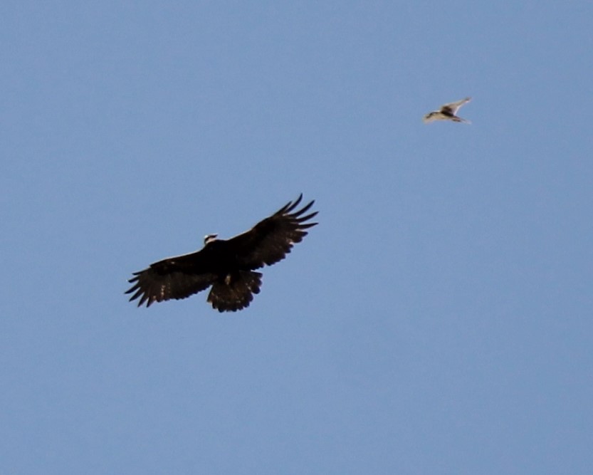 Prairie Falcon harrassing a Golden Eagle above Pyramid Knoll