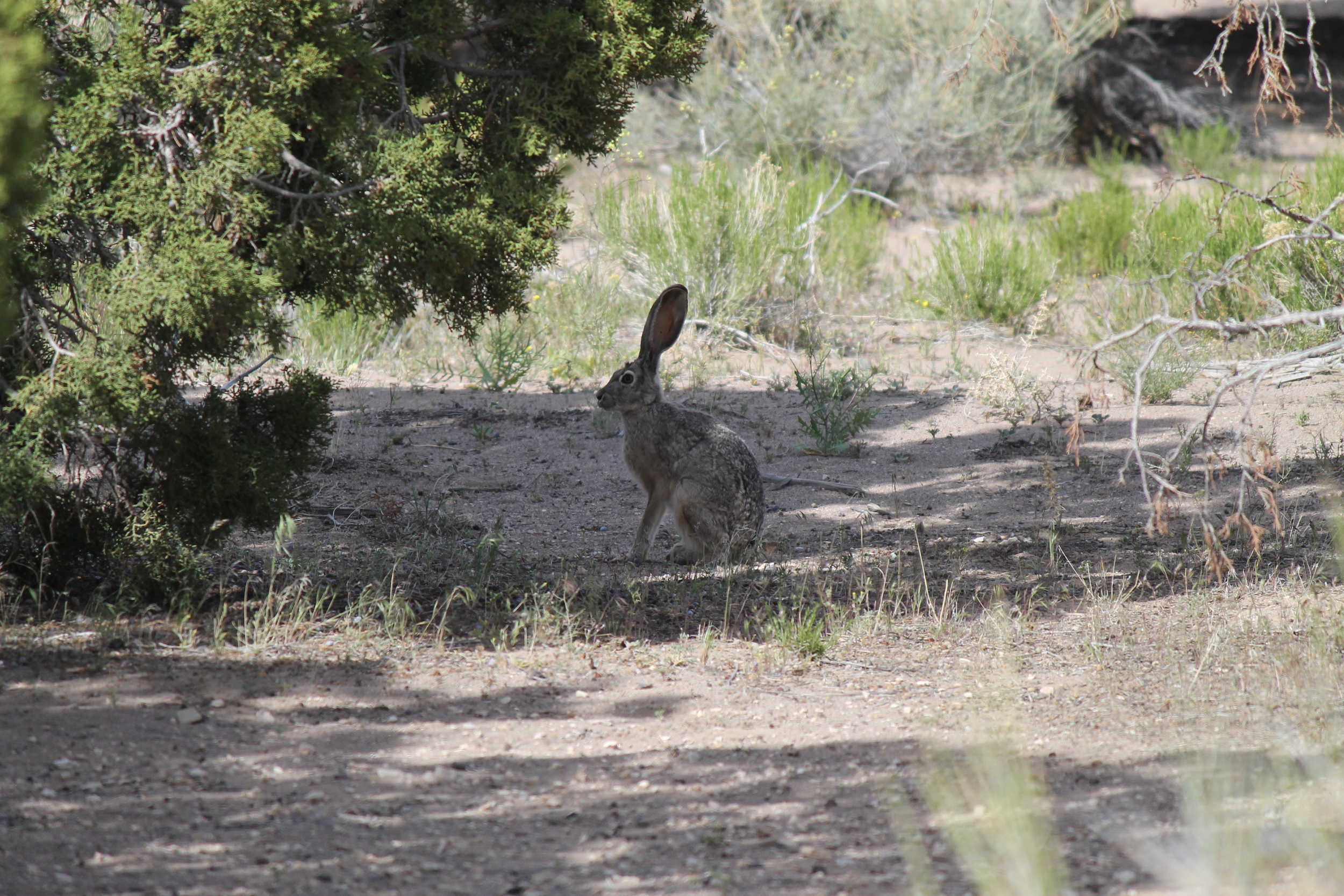 Black-tailed Jackrabbit (Desert Hare) near Snake Pass Rd
